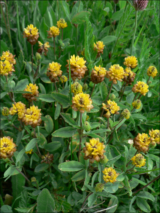 Trifolium badium Sch.