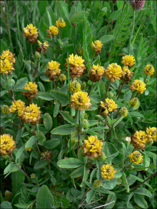 Trifolium badium Sch.