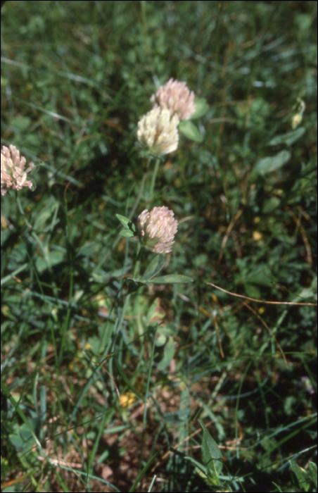 Trifolium baldense