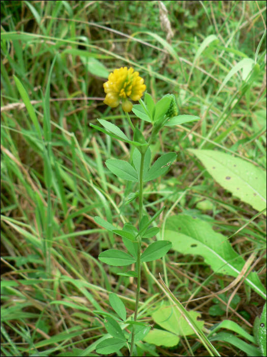 Trifolium campestre Sch.