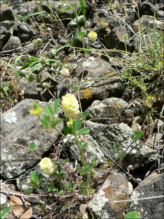 Trifolium campestre Sch.