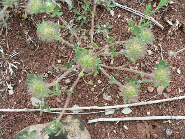 Trifolium cherleri