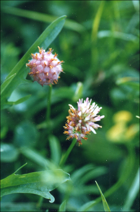 Trifolium fragiferum L.