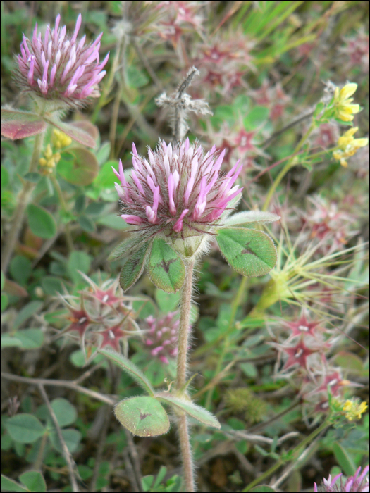 Trifolium hirtum