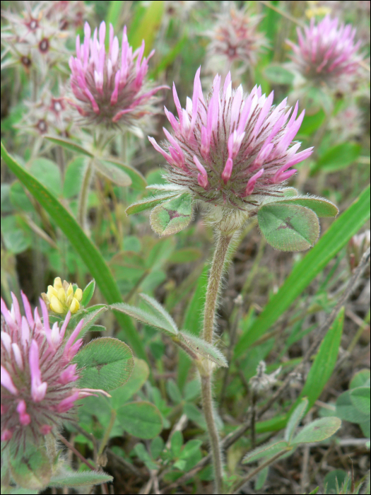 Trifolium hirtum