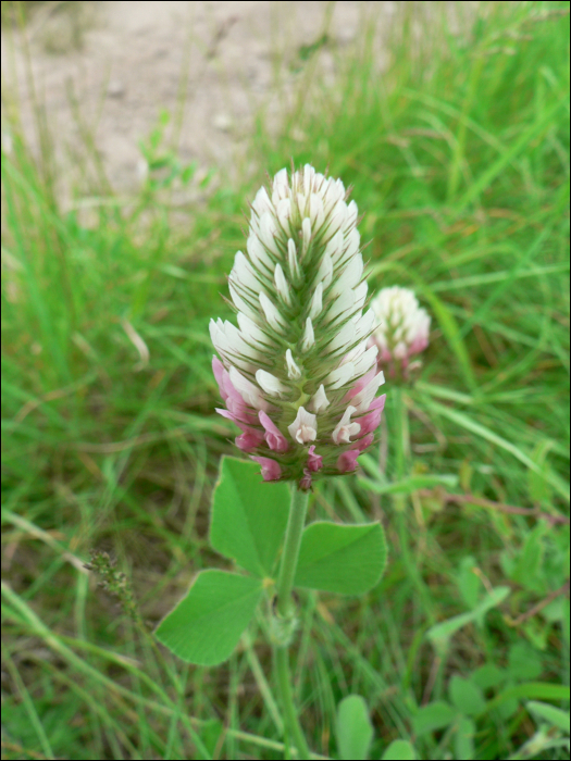 Trifolium incarnatum L. (=Trifolium molinerii)