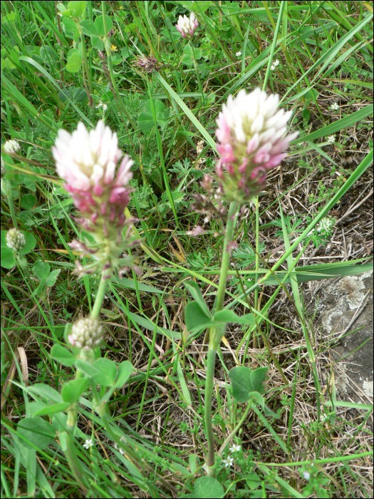 Trifolium incarnatum L. (=Trifolium molinerii)