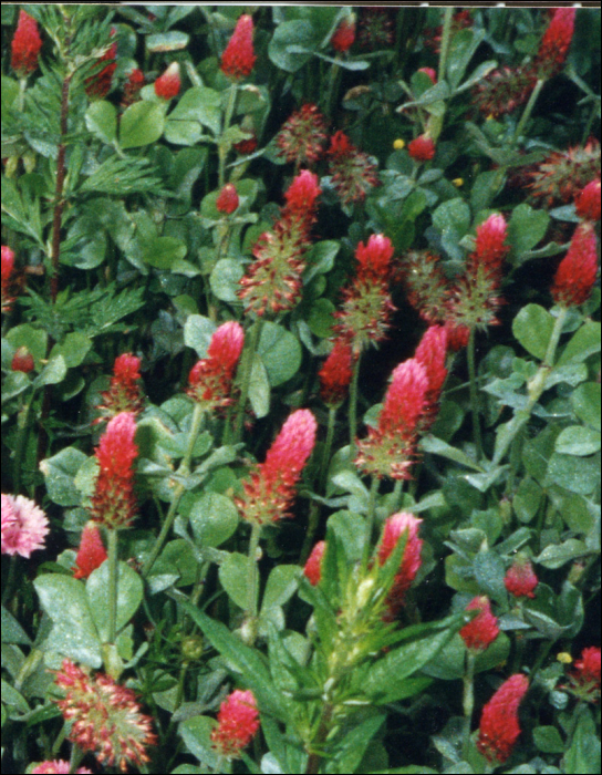 Trifolium incarnatum L. (=Trifolium molinerii)