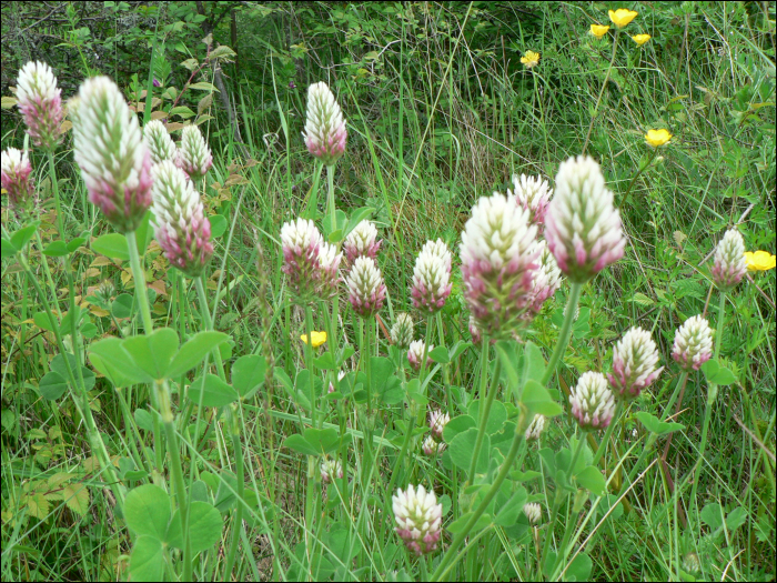Trifolium incarnatum L. (=Trifolium molinerii)