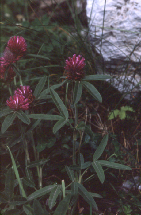 Trifolium medium L.