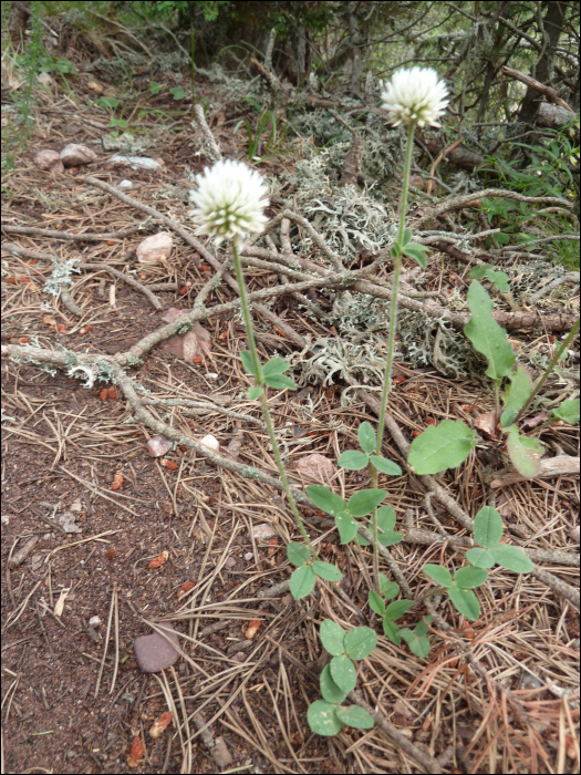 Trifolium montanum L.