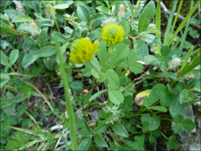 Trifolium montanum L.