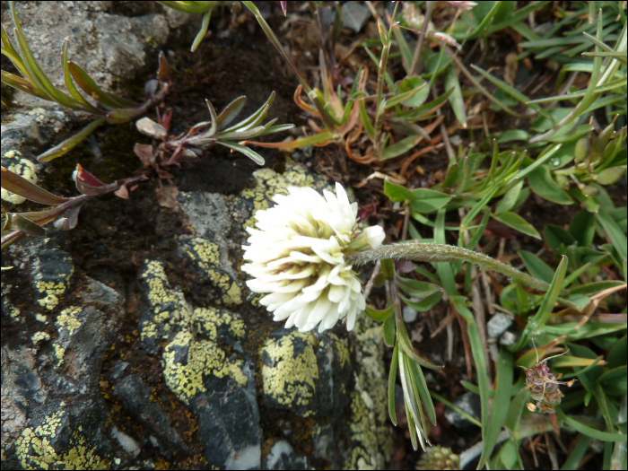 Photo de Tréfle des montagne (Trifolium montanum L.)