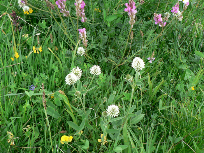 Trifolium montanum L.