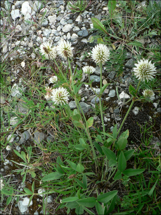 Trifolium montanum L.