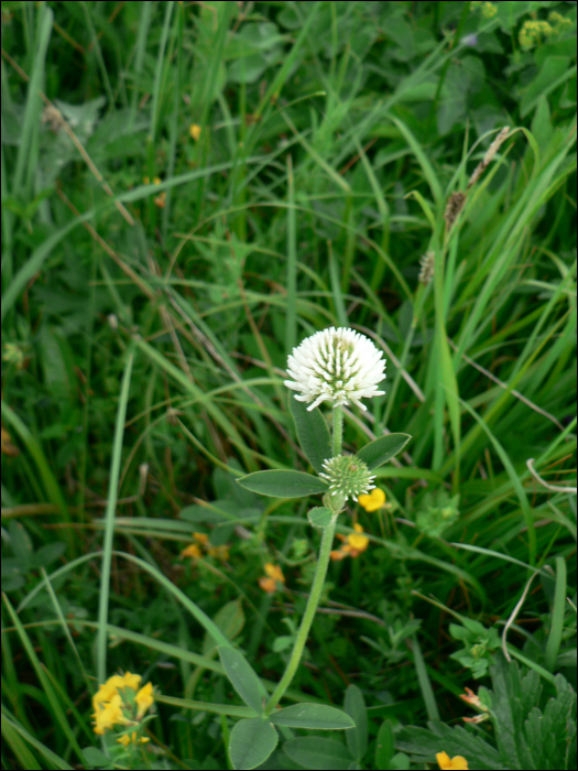 Trifolium montanum L.