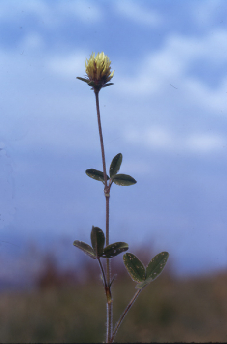 Trifolium ochroleucum Hud.