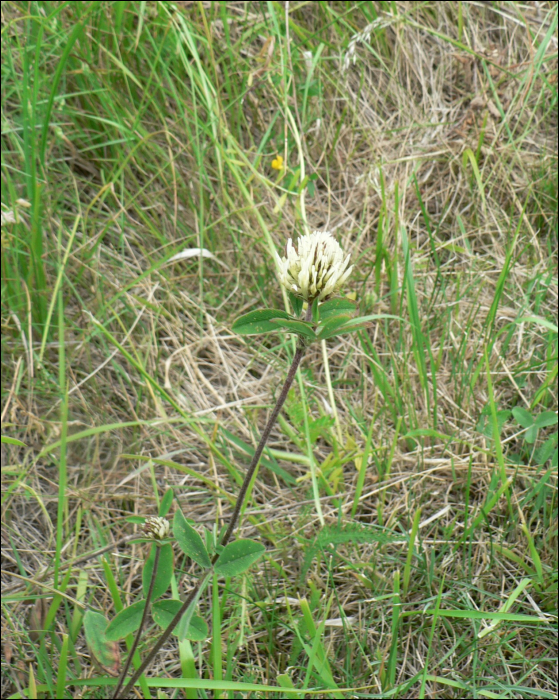 Trifolium ochroleucum Hud.