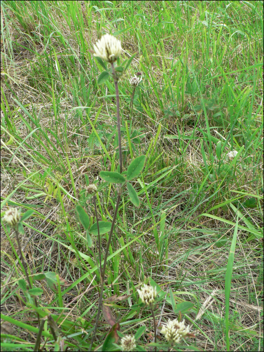 Trifolium ochroleucum Hud.
