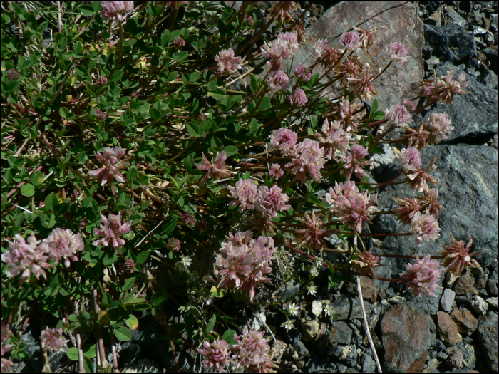 Trifolium palescens