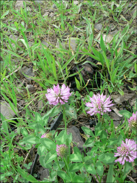 Trifolium pratense L.