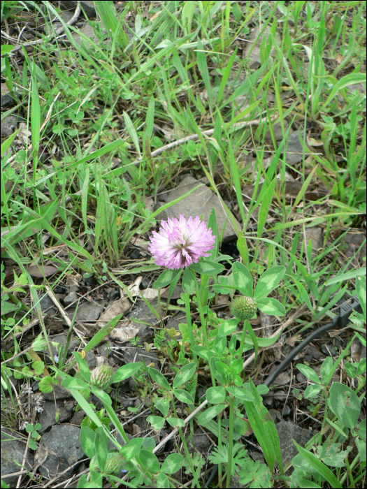 Trifolium pratense L.