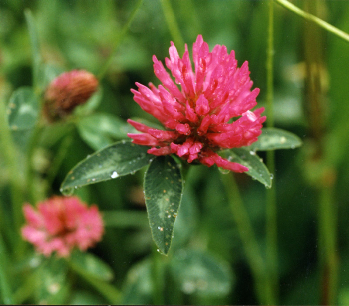 Trifolium pratense L.