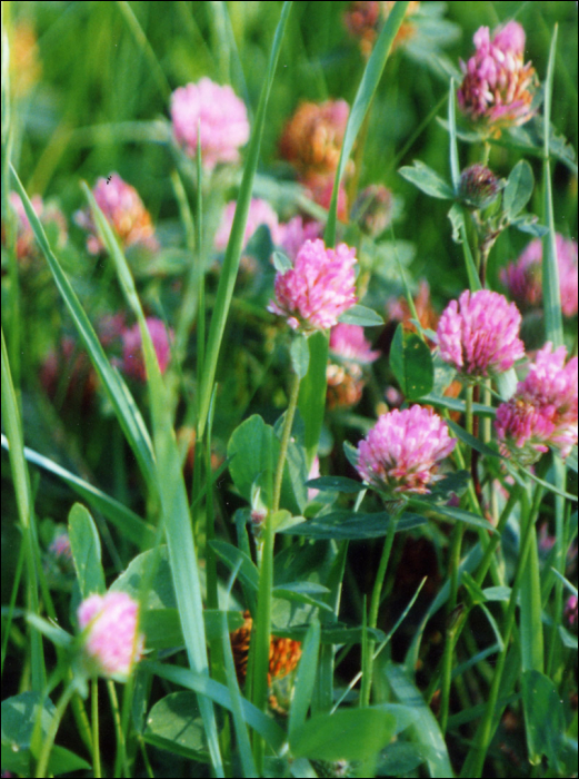 Trifolium pratense L.