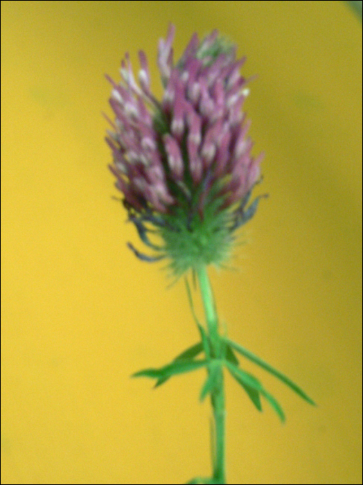 Trifolium purpureum