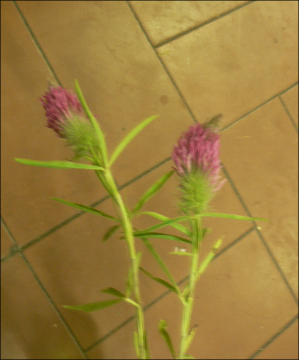 Trifolium purpureum