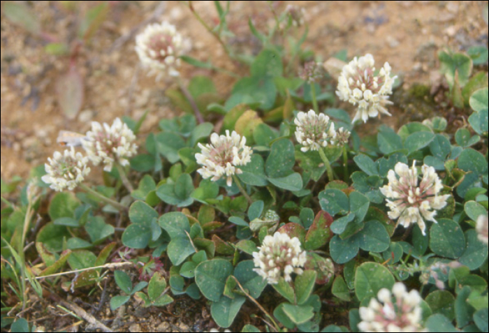 Trifolium repens L.