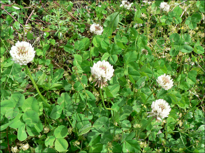 Trifolium repens L.