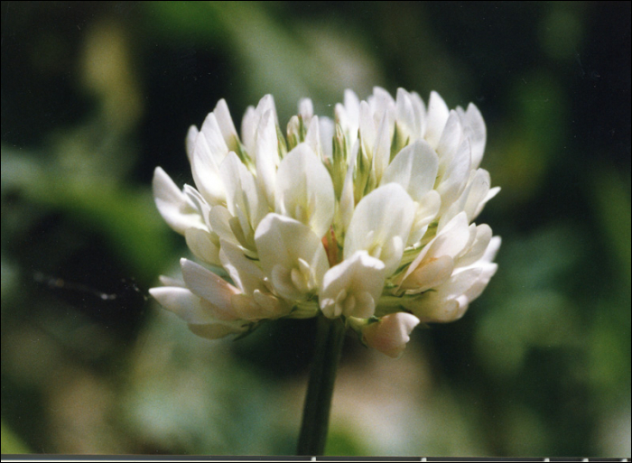 Trifolium repens L.