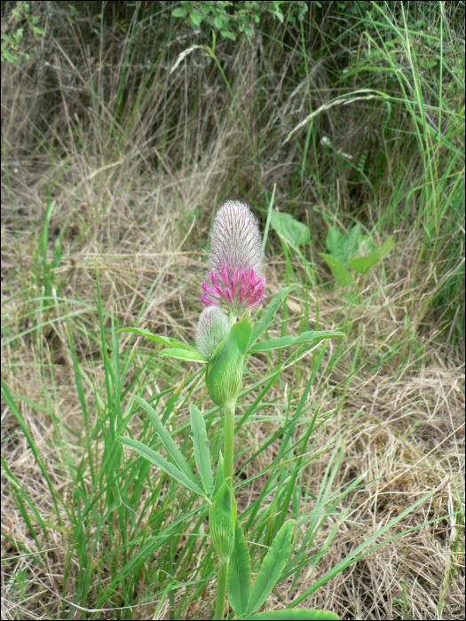 Trifolium rubens L.