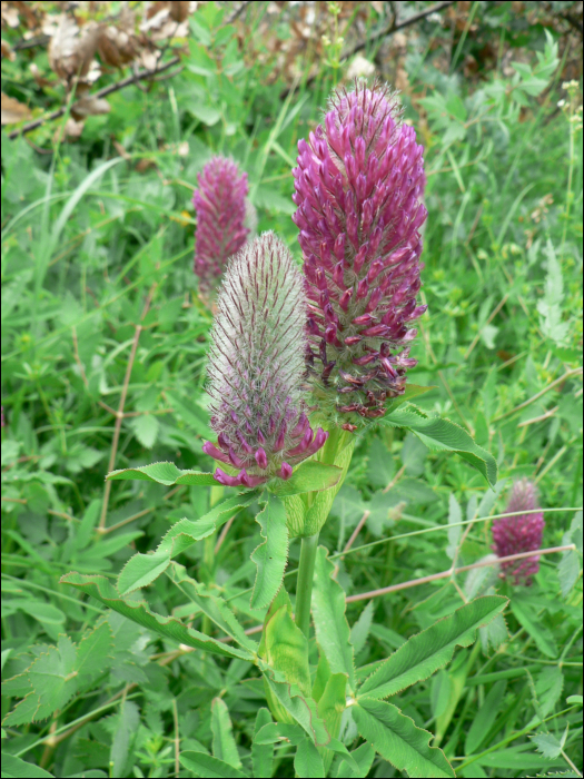 Trifolium rubens L.