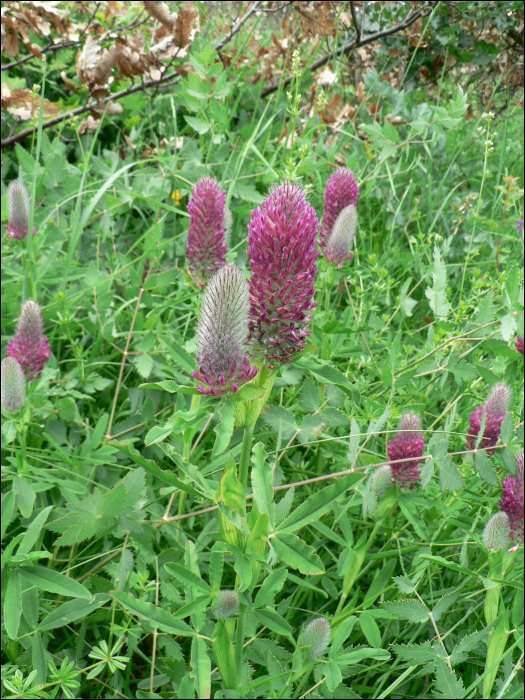 Trifolium rubens L.