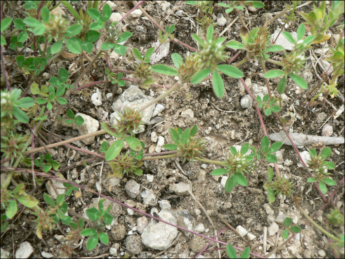 Trifolium scabrum