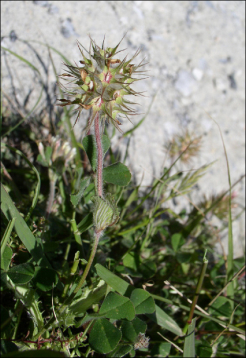 Trifolium stellatum