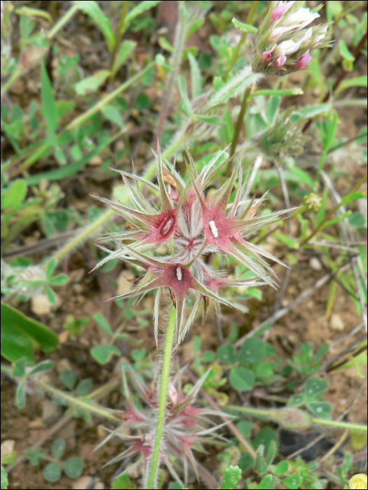 Trifolium stellatum