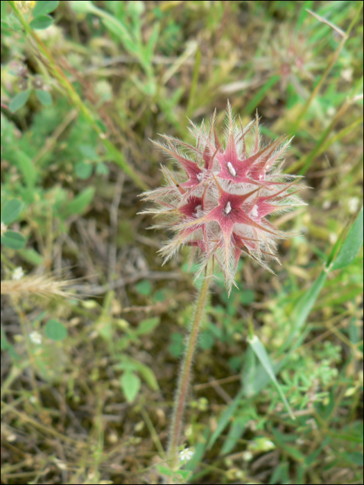 Trifolium stellatum