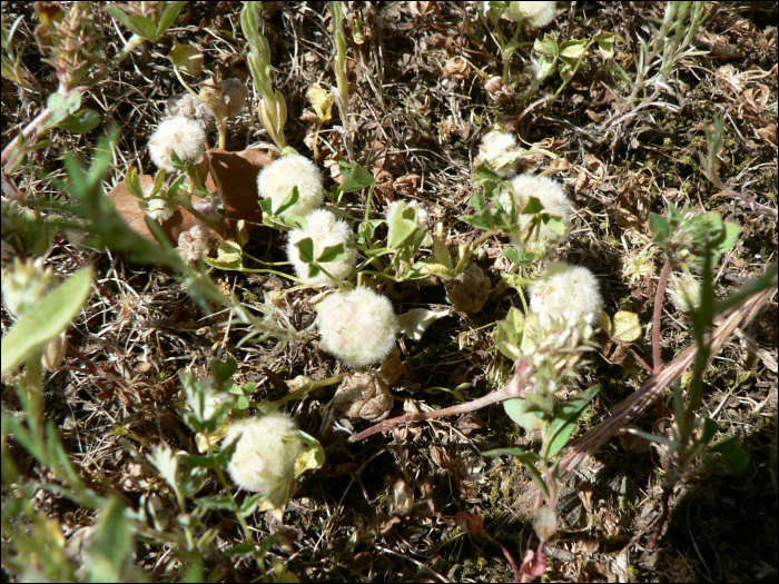 Trifolium tomentosum