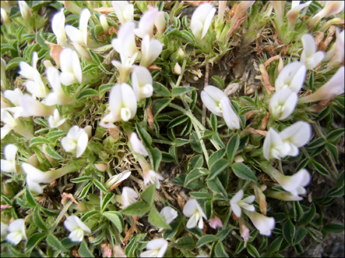 Trifolium uniflorum (=Trifolium savianum)