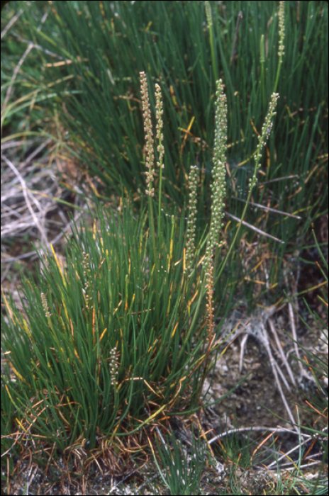 Triglochin maritima L.