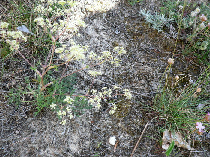 Trinia glauca Dumort.