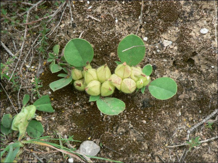 Tripodion tetraphyllum (=Anthyllis tetraphylla)