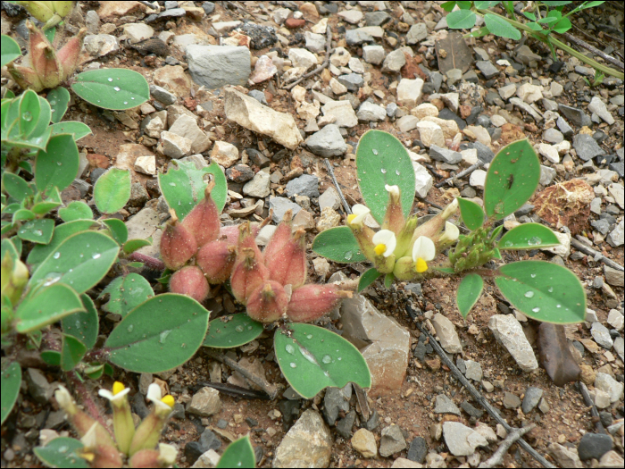 Tripodion tetraphyllum (=Anthyllis tetraphylla)