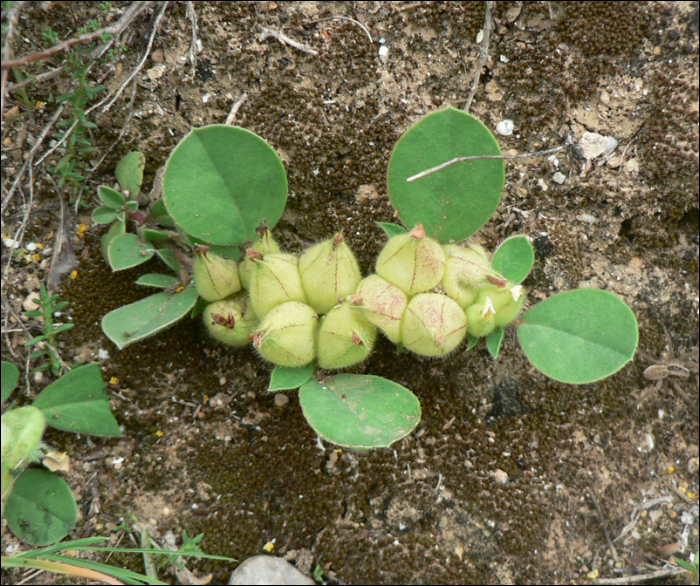 Tripodion tetraphyllum (=Anthyllis tetraphylla)