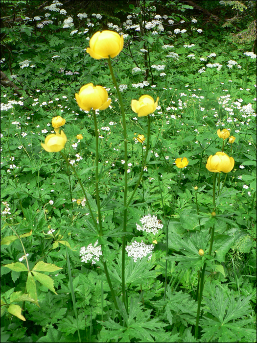 Trollius europaeus L.