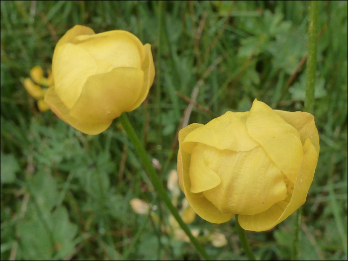 Trollius europaeus L.