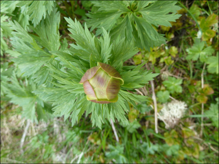 Trollius europaeus L.